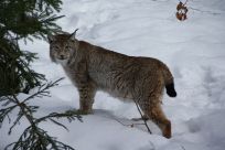 800px-Lynx_Nationalpark_Bayerischer_Wald_01
